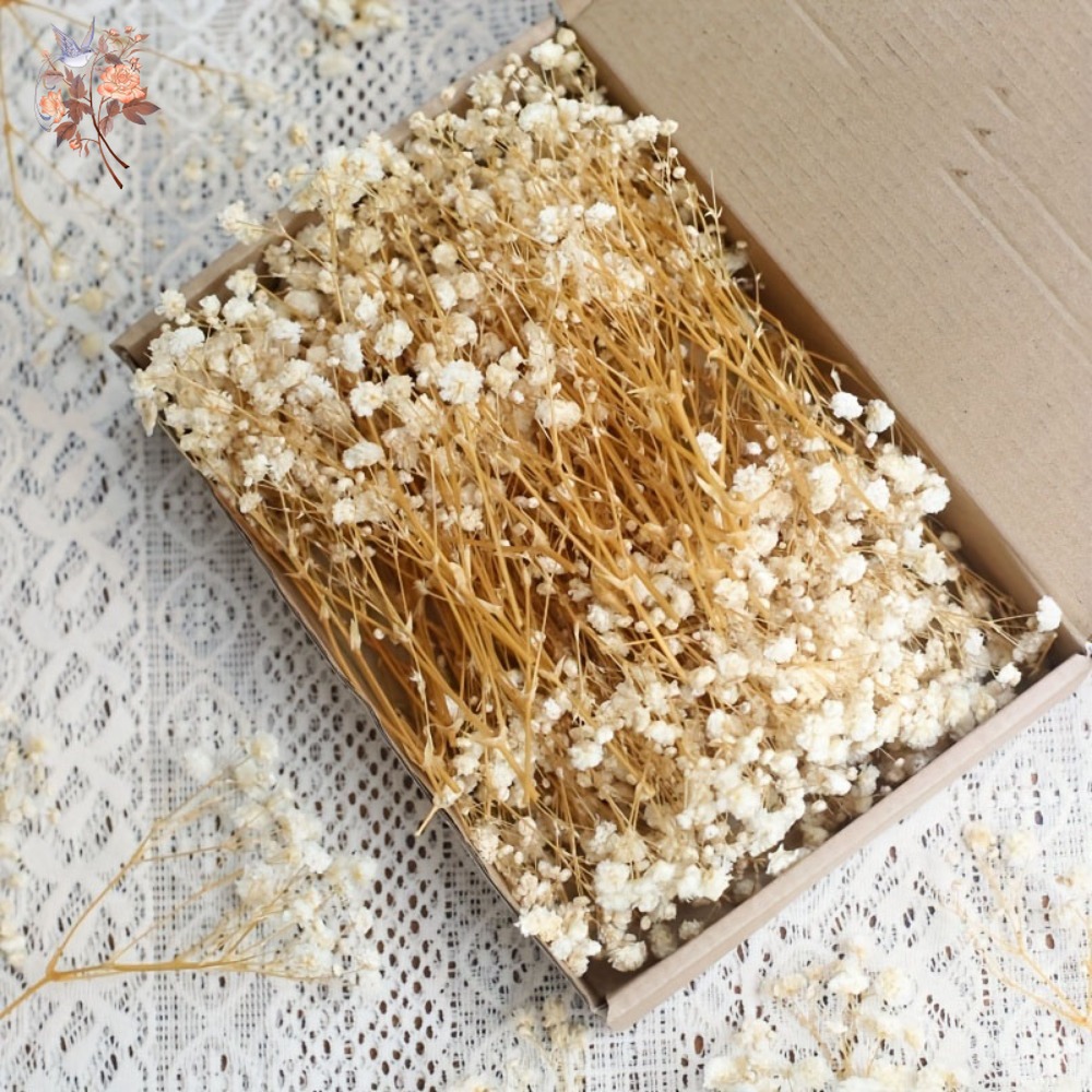 100pcs Mini Dried Baby's Breat - Embellish Craft recension och pris